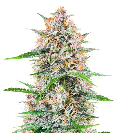 Сорт Bruce Banner Autoflower fem (Seedkeepers)