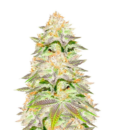Сорт Red Leicester Tease fem (Dr. Krippling Seeds)