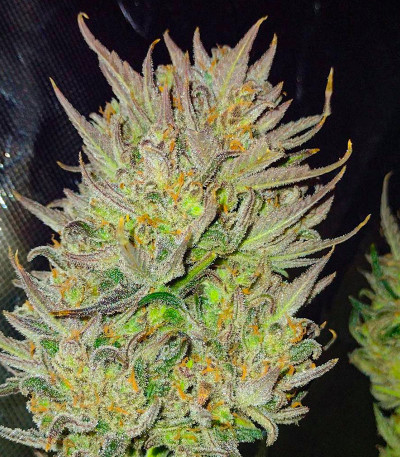 Сорт Z-Up Auto fem (FastBuds)