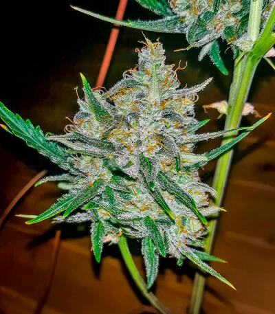 Семена сорта Also Know 47 Autoflower fem (Seedkeepers)