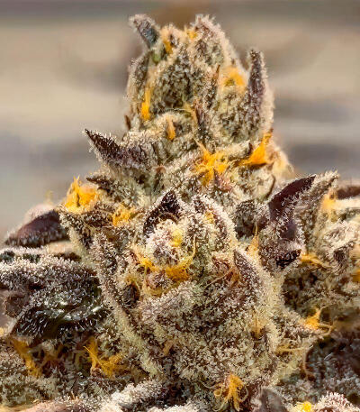 Сорт Mellowz fem (Compound Genetics)