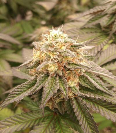 Сорт 10TH Planet R1 fem (Ethos Genetics)