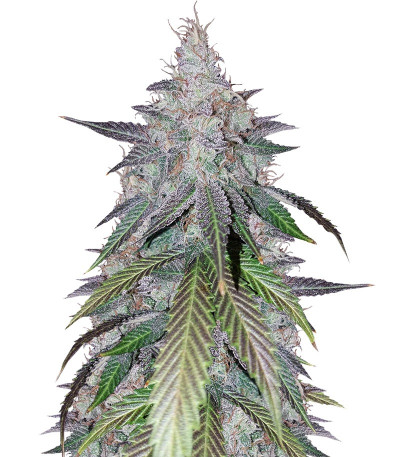 Сорт Peyote Cookies fem (Barney's Farm)