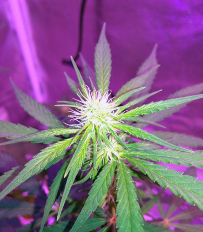 Сорт NL5 Haze Mist fem