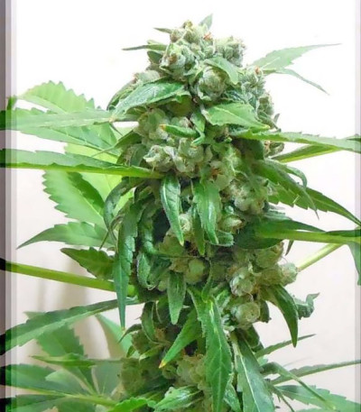 Сорт Chronic Ryder Auto fem (Doctor’s Choice)