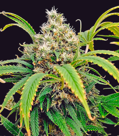 Сорт Lemonpaya fem (FastBuds)