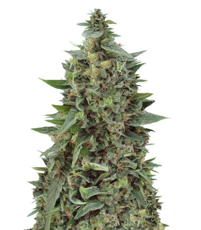 Сорт OG Kush Auto fem (Dr. Krippling Seeds)