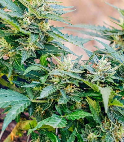 Сорт Auto CBG-Force fem (Dutch Passion)