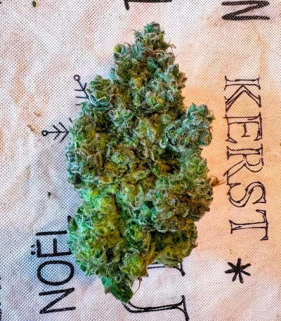 Сорт Jealousy Kush fem (Seedkeepers)