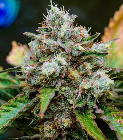 Сорт Booberry Cookies RBX fem (Ethos Genetics)