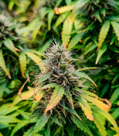 Семена сорта Also Know 47 Autoflower fem (Seedkeepers)