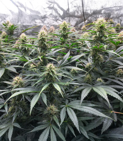 Сорт Northern Lights 10 of 10 fem (Seedkeepers)