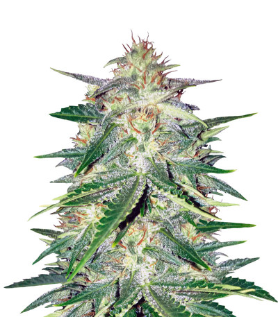 Сорт Lemon AK Auto fem (FastBuds)