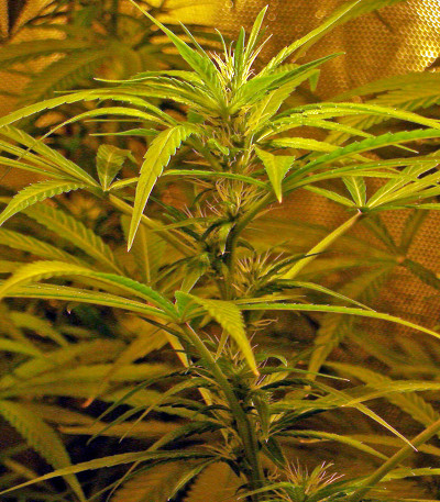 Сорт Brazil Amazonia fem (World of Seeds)