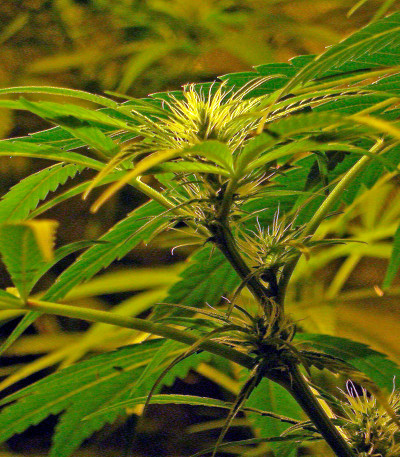 Сорт Brazil Amazonia fem (World of Seeds)