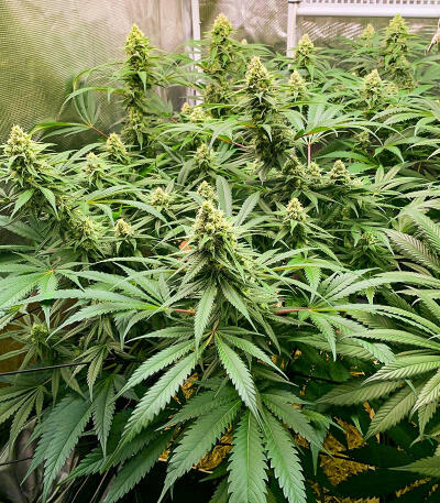 Gorilla Glue #4 Fast Version fem (Easy Grow Seeds)