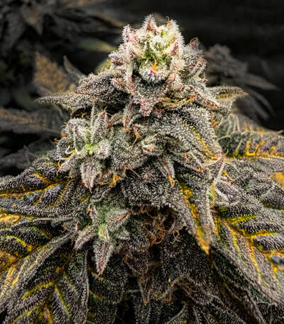 Сорт Mandarin Cookies R3 fem (Ethos Genetics)