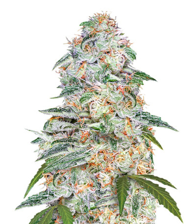 Сорт Blue Dream auto fem (FastBuds Seeds)