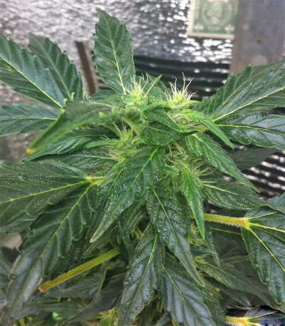 Сорт Devotchka Auto fem (Doctor’s Choice)