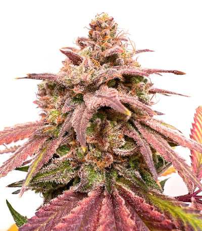 Сорт Persian Pie fem (Green House Seeds)