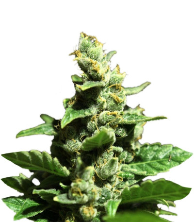 Сорт Green-O-Matic auto fem