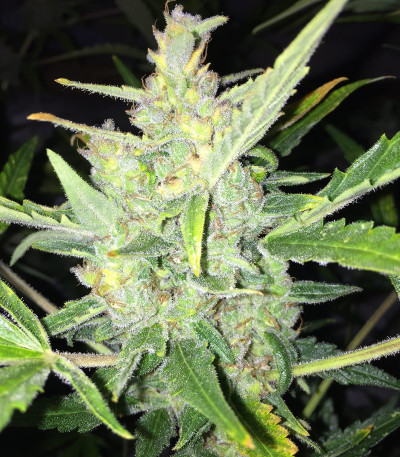 Сорт Auto White Widow x Big Bud fem (Female Seeds)