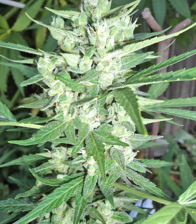 Сорт Niagara Auto fem (Doctor’s Choice)