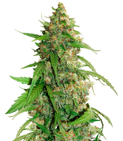 Сорт CBD Auto Compassion Lime шишки