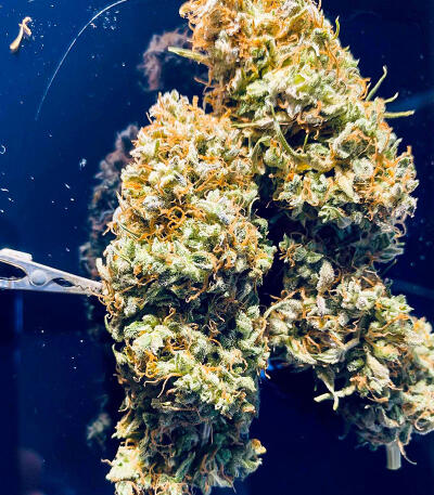 Gorilla Glue #4 Fast Version fem (Easy Grow Seeds)