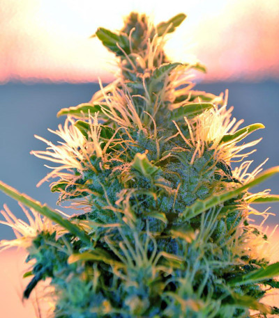 Сорт Lowryder Auto reg (Doctor’s Choice)