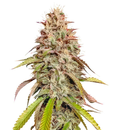 Сорт Gorilla Melon fem (FastBuds)