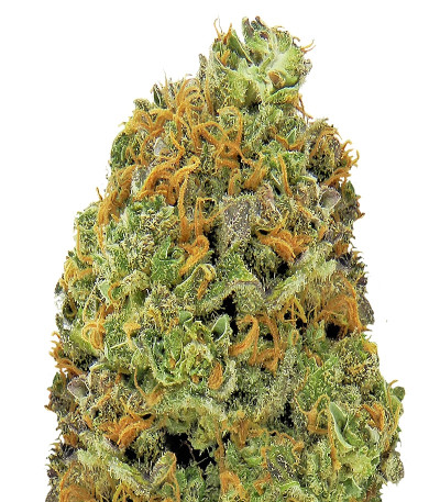 Сорт Wipeout Express Auto fem