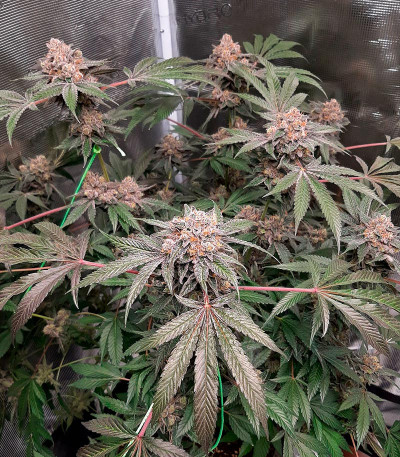 Сорт Rainbow Melon fem (FastBuds)