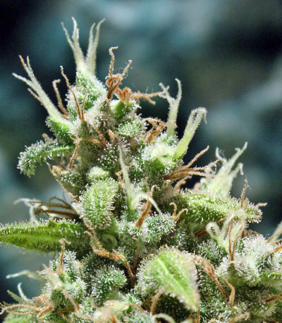 Сорт Point of No Return reg