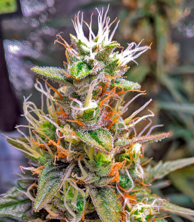 Сорт CBD Apple Betty Auto fem (Herbies Seeds)