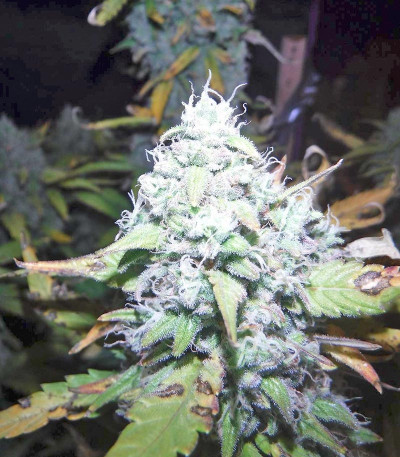 Сорт Green Crack Auto fem (FastBuds)