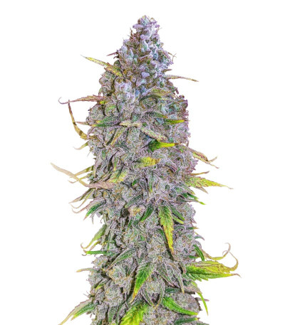 Сорт HighCloudZ Auto fem от Green House Seeds