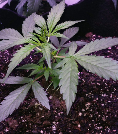 Сорт Six Shooter Auto fem (FastBuds)