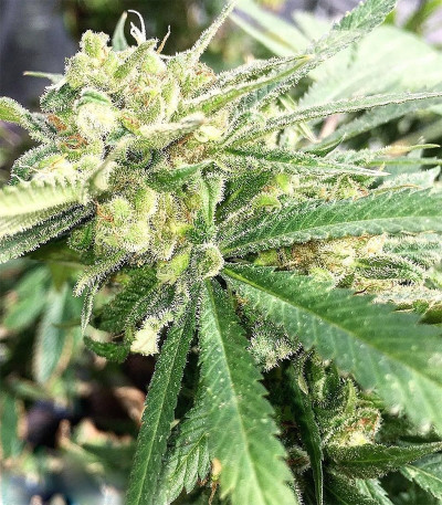 Сорт Auto White Widow x Big Bud fem (Female Seeds)