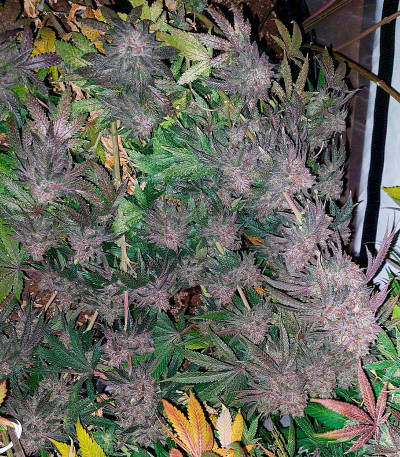 Сорт Super Lemon Haze x GMO fem от Green House Seeds