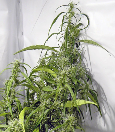 Сорт Arjan's Ultra Haze #1 fem