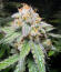 Сорт Northern Lights 10 of 10 fem (Seedkeepers)