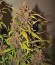 Сорт Crystal METH Auto fem (FastBuds)
