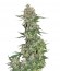 Сорт Crystal METH Auto fem (FastBuds)