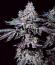 Сорт Nuggz R1 fem (Ethos Genetics)