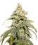 Сорт Gummy Skunk Fast Version fem (Easy Grow Seeds)