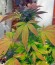 Сорт Durga Mata fem (Paradise Seeds)