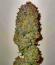 Сорт Banana Hammock RBX fem (Ethos Genetics)