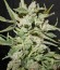 Сорт West Coast O.G. Auto fem (FastBuds)