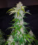 Сорт Six Shooter Auto fem (FastBuds)